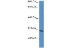 Image no. 1 for anti-BARX Homeobox 2 (BARX2) (AA 65-114) antibody (ABIN6746065) (BARX Homeobox 2 Antikörper  (AA 65-114))