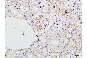 Formalin-fixed and paraffin embedded mouse kidney tissue labeled with Anti-PLAP Polyclonal Antibody, Unconjugated  at 1:200 followed by conjugation to the secondary antibody and DAB staining (ALPL Antikörper  (AA 52-150))