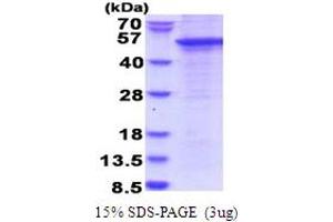 SDS-PAGE (SDS) image for SH3 and Cysteine Rich Domain (STAC) (AA 1-402) protein (His tag) (ABIN5853787)