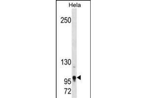 Mouse Tshz1 Antibody (Center) (ABIN1881951 and ABIN2838373) western blot analysis in Hela cell line lysates (35 μg/lane). (TSHZ1 Antikörper  (AA 639-665))