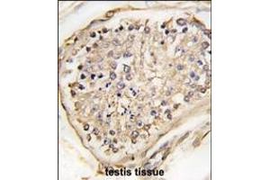 Formalin-fixed and paraffin-embedded human testis tissue reacted with NARP(Nptx2) Antibody (C-term) (ABIN389175 and ABIN2839339) , which was peroxidase-conjugated to the secondary antibody, followed by DAB staining. (NPTX2 Antikörper  (C-Term))