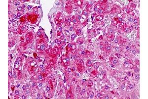 Anti-TAF4B antibody IHC staining of human liver. (TAF4B Antikörper  (AA 647-675))