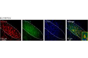 Immunostaining of NeuN (red), TRPC5 (green), DAPI (blue) and merged image in STN.
