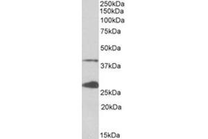 Staining of K562 lysate usingh UROD Antibody at 0.