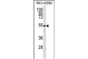 Western blot analysis in NCI-H292 cell line lysates (35ug/lane). (SRSF11 Antikörper  (C-Term))