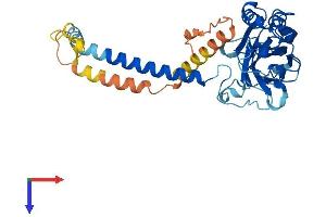 ATP1B4 Protein (AA 1-356) (His tag)