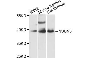 Western blot analysis of extracts of various cell lines, using NSUN3 antibody (ABIN6293410) at 1:3000 dilution. (NSUN3 Antikörper)