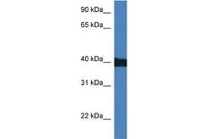 Image no. 1 for anti-Mitogen-Activated Protein Kinase 9 (MAPK9) (AA 40-89) antibody (ABIN6746530) (JNK2 Antikörper  (AA 40-89))