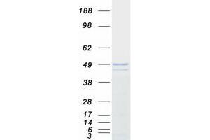 Western Blotting (WB) image for Paroxysmal Nonkinesigenic Dyskinesia (PNKD) (Transcript Variant 1) protein (Myc-DYKDDDDK Tag) (ABIN2729230)