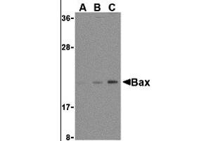 Western Blotting (WB) image for anti-BCL2-Associated X Protein (BAX) (N-Term) antibody (ABIN1031261) (BAX Antikörper  (N-Term))