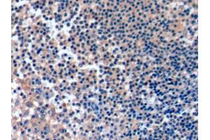 DAB staining on IHC-P; Samples: Human Tonsil Tissue (ICOSLG Antikörper  (AA 23-249))