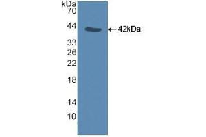 Western blot analysis of recombinant Human CASP9. (Caspase 9 Antikörper  (AA 331-416))