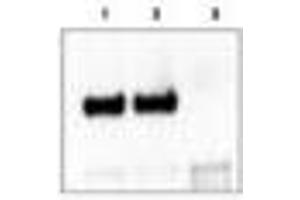 Image no. 1 for anti-Neurotrophic tyrosine Kinase, Receptor, Type 3 (NTRK3) (C-Term) antibody (ABIN290911) (NTRK3 Antikörper  (C-Term))
