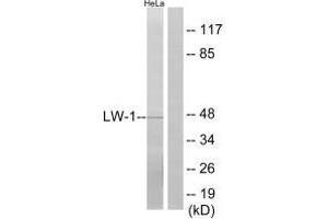 Western blot analysis of extracts from HeLa cells, using LW-1 antibody. (HSFX1 Antikörper  (N-Term))