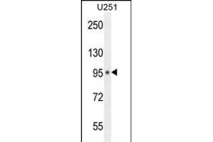 MICALL1 Antibody (C-term) (ABIN654455 and ABIN2844189) western blot analysis in  cell line lysates (35 μg/lane). (MICAL-Like 1 Antikörper  (C-Term))