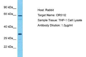 Host: Rabbit Target Name: OR51I2 Sample Type: THP-1 Whole Cell lysates Antibody Dilution: 1. (OR51I2 Antikörper  (C-Term))
