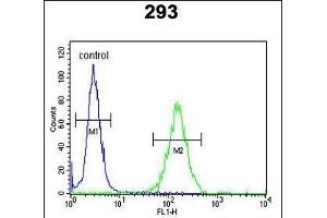 DZIP1 Antibody (Center) (ABIN652872 and ABIN2842565) flow cytometric analysis of 293 cells (right histogram) compared to a negative control cell (left histogram). (DZIP1 Antikörper  (AA 568-596))