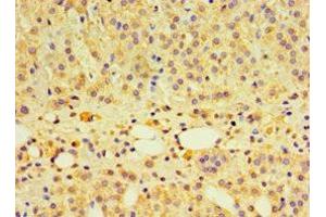 Immunohistochemistry of paraffin-embedded human adrenal gland tissue using ABIN7166520 at dilution of 1:100 (PCDHA6 Antikörper  (AA 1-230))