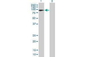 Western Blot analysis of ALS2CR8 expression in transfected 293T cell line by ALS2CR8 MaxPab polyclonal antibody.