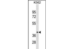 CCNDBP1 Antibody (N-term) (ABIN1881181 and ABIN2838396) western blot analysis in K562 cell line lysates (35 μg/lane). (CCNDBP1 Antikörper  (N-Term))