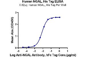 ELISA image for Lipocalin 2 (LCN2) (AA 21-198) protein (His tag) (ABIN7275320)