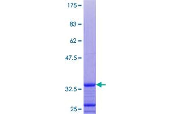 GNG10 Protein (AA 1-68) (GST tag)