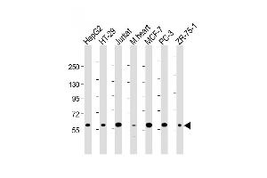Western Blot at 1:2000 dilution Lane 1: HepG2 whole cell lysate Lane 2: HT-29 whole cell lysate Lane 3: Jurkat whole cell lysate Lane 4: mouse heart lysate Lane 5: MCF-7 whole cell lysate Lane 5: PC-3 whole cell lysate Lane 5: ZR-75-1 whole cell lysate Lysates/proteins at 20 ug per lane. (DCLRE1C Antikörper  (N-Term))