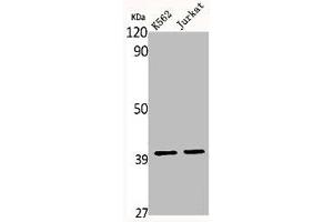 Western Blot analysis of K562 Jurkat cells using MRP-S35 Polyclonal Antibody (MRPS35 Antikörper  (Internal Region))