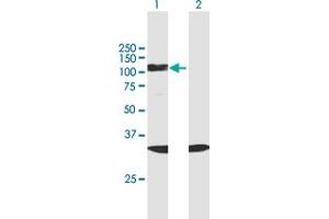 Western Blot analysis of SF3B2 expression in transfected 293T cell line by SF3B2 MaxPab polyclonal antibody. (SF3B2 Antikörper  (AA 1-636))