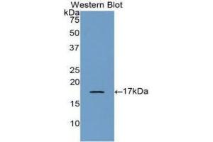 Western Blotting (WB) image for anti-Bone Morphogenetic Protein 6 (BMP6) (AA 375-513) antibody (ABIN1077868) (BMP6 Antikörper  (AA 375-513))