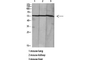 anti-HNF4 alpha/gamma (acLys127), (acLys79) antibody