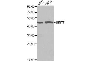 Western blot analysis of 293T cell and Hela cell lysate using SIRT7 antibody.