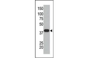 Image no. 1 for anti-Small Ubiquitin Related Modifier Protein 1 (SUMO1) (C-Term) antibody (ABIN356734) (SUMO1 Antikörper  (C-Term))