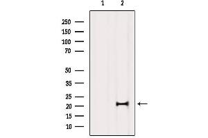 MED29 Antikörper  (Internal Region)