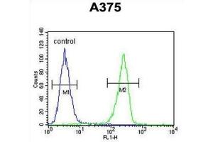 Flow Cytometry (FACS) image for anti-Lumican (LUM) antibody (ABIN3003325) (LUM Antikörper)