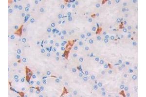 Used in DAB staining on fromalin fixed paraffin- embedded kidney tissue (UCP2 Antikörper  (AA 99-216))