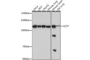 Western blot analysis of extracts of various cell lines, using HLTF Rabbit mAb (ABIN7267600) at 1:1000 dilution. (HLTF Antikörper)