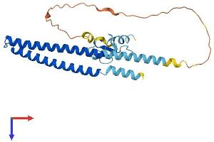 ING4 Protein (AA 1-249) (His tag)