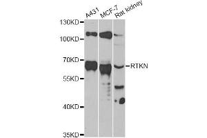Western blot analysis of extracts of various cell lines, using RTKN antibody. (Rhotekin Antikörper)