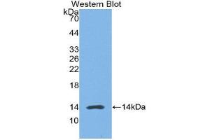 Western Blotting (WB) image for anti-Myostatin (MSTN) (AA 267-375) antibody (Biotin) (ABIN1174888)