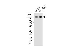 Western blot analysis of extracts from A549 cells (Lane 1) and HepG2 cells (Lane 2), using EGFR (Ab-1172) Antibody. (EGFR Antikörper)