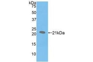 Western blot analysis of recombinant Mouse SPB. (SFTPB Antikörper  (AA 20-193))