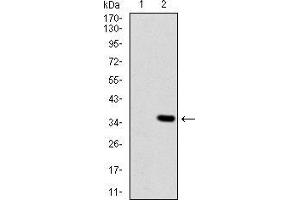 Western Blotting (WB) image for anti-Melanoma Associated Chondroitin Sulfate Proteoglycan (MCSP) (AA 2247-2308) antibody (ABIN1724837)