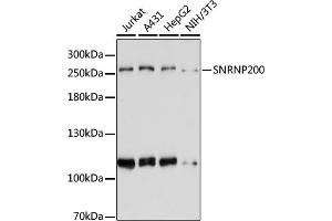 Western blot analysis of extracts of various cell lines, using SNRNP200 antibody (ABIN6133390, ABIN6148204, ABIN6148205 and ABIN6221689) at 1:3000 dilution. (SNRNP200 Antikörper  (AA 1947-2136))