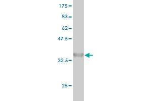 Western Blot detection against Immunogen (36. (ARAF Antikörper  (AA 151-250))