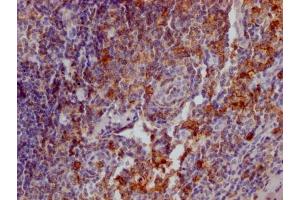 IHC image of ABIN7127394 diluted at 1:100 and staining in paraffin-embedded human tonsil tissue performed on a Leica BondTM system. (Rekombinanter SELPLG Antikörper)