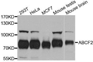 Western blot analysis of extracts of various cell lines, using ABCF2 antibody. (ABCF2 Antikörper  (AA 1-250))
