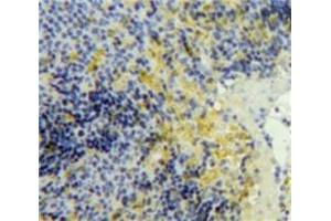 Used in DAB staining on fromalin fixed paraffin-embedded Spleen tissue (PF4 Antikörper  (AA 25-105))