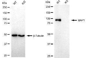 Western blotting analysis using BAP1 antibody (ABIN7797785). (Rekombinanter BAP1 Antikörper)