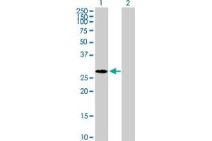 Western Blot analysis of NPM2 expression in transfected 293T cell line by NPM2 MaxPab polyclonal antibody. (NPM2 Antikörper  (AA 1-214))